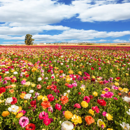 un champ plein de fleurs colorées sous un ciel bleu