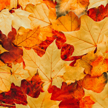 Échantillon géant d'huiles parfumées Automne