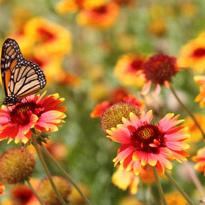 un papillon monarque posé sur une fleur rouge et jaune