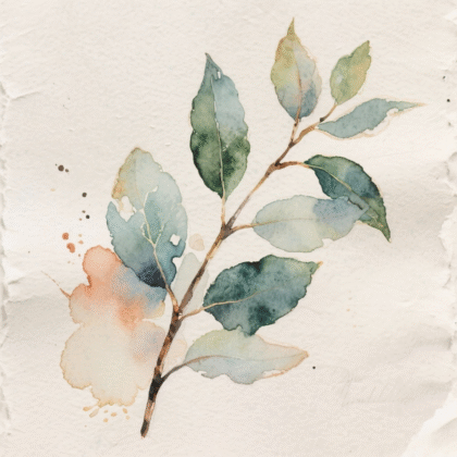 Green eucalyptus Leaves