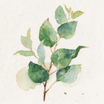 Branch of green Australian eualyptus leaves